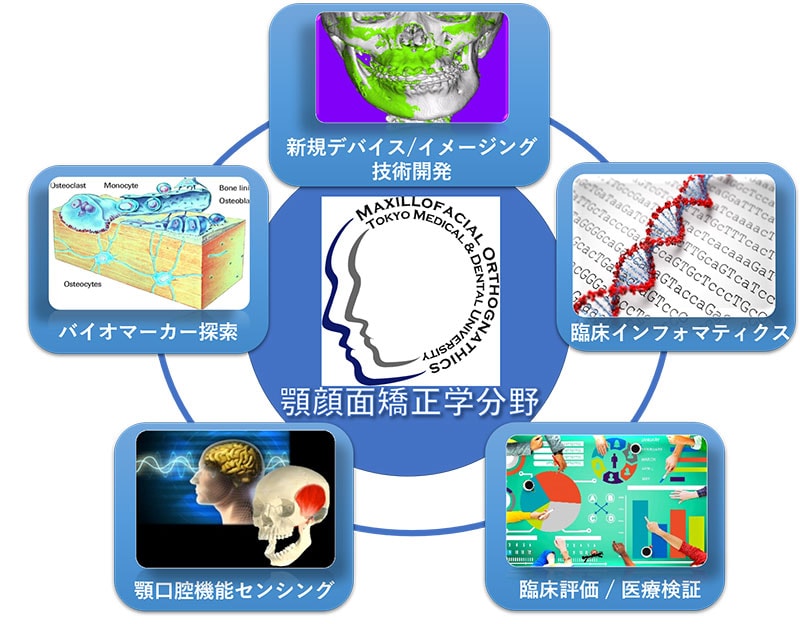 顎顔面矯正学分野の研究